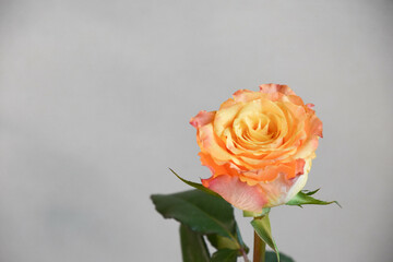 オレンジ色のバラ