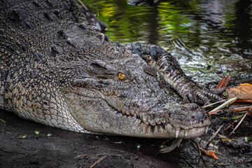 Close-up photo of The saltwater crocodile (Crocodylus porosus) is a crocodilian native to saltwater habitats, brackish wetlands and freshwater rivers. Concept for World Animal Day