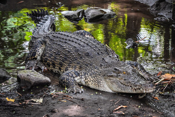 Close-up photo of The saltwater crocodile (Crocodylus porosus) is a crocodilian native to saltwater habitats, brackish wetlands and freshwater rivers. Concept for World Animal Day