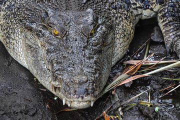 Close-up photo of The saltwater crocodile (Crocodylus porosus) is a crocodilian native to saltwater habitats, brackish wetlands and freshwater rivers. Concept for World Animal Day