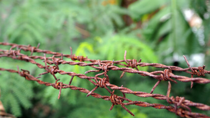 Barbed wire. Barbed wire attached to the fence and green leaves give a sense of anxiety.