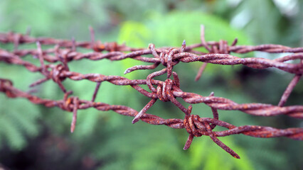 Barbed wire. Barbed wire attached to the fence and green leaves give a sense of anxiety.