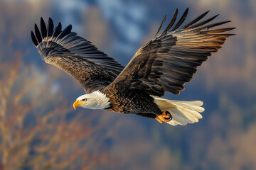 Obraz premium Bald eagle in flight