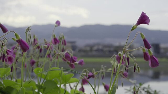 川沿いの公園に自生するイモカタバミが風に揺れる風景