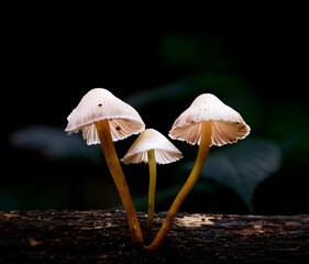 Magical three mushrooms growing on a tree trunk