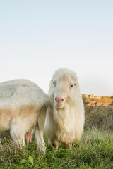 Fototapeta premium Two white goats are grazing in a vibrant green field as the sun sets, creating a tranquil atmosphere in the countryside. Their fluffy coats shine softly in the fading light.