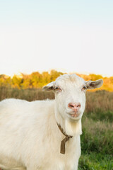 A white goat gazes curiously while standing in a lush green field. The background features vibrant autumn foliage and a clear, bright sky, creating a serene atmosphere.