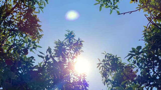An almond tree hung with ripening green nuts against a sunny sky. Unripe green almonds hanging from the branches on a sunny day. Fresh green almond fruits on a tree, through the sun's rays. 4К