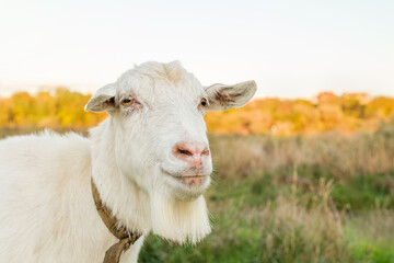 A white goat with a gentle demeanor gazes thoughtfully at the viewer in a spacious pasture, surrounded by soft grass and colorful foliage under a clear sky.