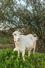 A white goat stands amidst vibrant green foliage, calmly grazing in a serene field surrounded by trees. The late afternoon light enhances the tranquil atmosphere.
