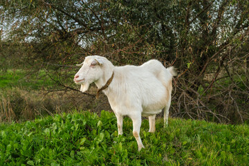 A white goat stands calmly in a vibrant green field, surrounded by lush grass and a backdrop of trees, enjoying a sunny afternoon in a peaceful rural setting.