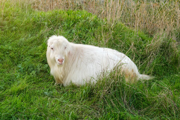 White hornless male goat looking at the camera, in a beautiful meadow at sunset.