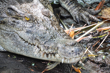 Close-up photo of The saltwater crocodile (Crocodylus porosus) is a crocodilian native to saltwater habitats, brackish wetlands and freshwater rivers. Concept for World Animal Day
