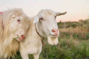 A goat and a sheep stand closely together, munching on grass in a tranquil pasture. The warm glow of the sunset illuminates their calm expressions and lush surroundings.