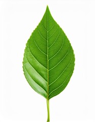Fototapeta premium Green leaf isolated on transparent or white background