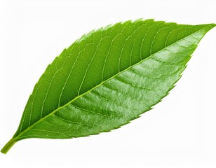 Obraz premium Green leaf isolated on transparent or white background