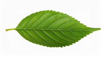 Obraz premium Green leaf isolated on transparent or white background