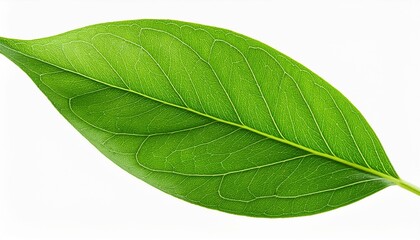 Obraz premium Green leaf isolated on transparent or white background