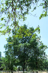 Shady trees and green leaves under the blue sky