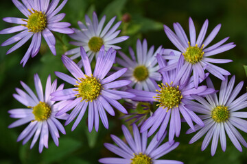 Obraz premium ノコンギク