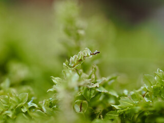 雨の日の森の地面に緑の苔のマクロ写真の風景