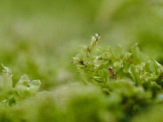 雨の日の森の地面に緑の苔のマクロ写真の風景