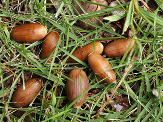 秋の公園の地面に落ちるドングリの風景