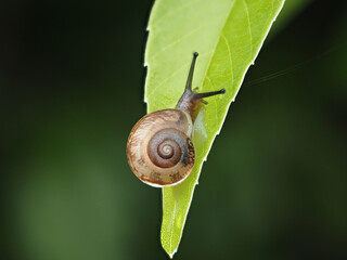 雨の日の森の葉っぱの上にいるカタツムリの様子