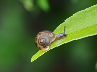雨の日の森の葉っぱの上にいるカタツムリの様子