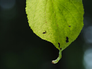 秋の公園の緑の葉っぱのマクロ写真の風景