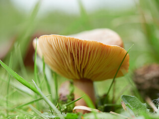 雨の日の公園の地面から出た小さいキノコの様子