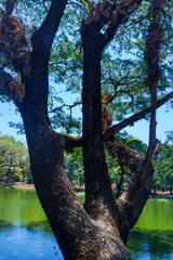 Photo view of tree branches over the lake on a sunny morning