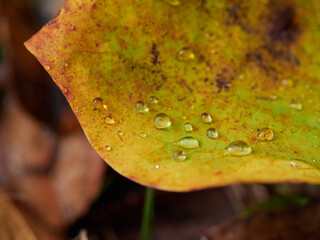 秋の森の地面の落ち葉の表面に水滴の様子