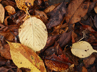 秋の森の地面の落ち葉のアップ写真の風景
