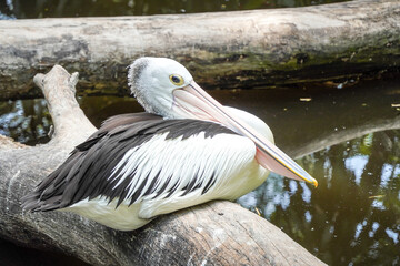 Close-up photo of A pelican is perched on a tree branch by a pond. Concept for World Animal Day