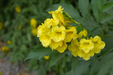 Yellow trumpetbush (Tecoma stans) Called Yellow bell or Yellow Elder Flower, trumpet flower, Beautiful bunch of yellow flowers closeup with green leaves Background, tecoma stans