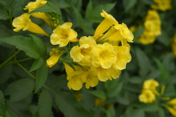 Yellow trumpetbush (Tecoma stans) Called Yellow bell or Yellow Elder Flower, trumpet flower, Beautiful bunch of yellow flowers closeup with green leaves Background, tecoma stans