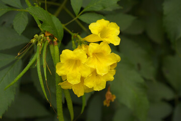 Obraz premium Yellow trumpetbush (Tecoma stans) Called Yellow bell or Yellow Elder Flower, trumpet flower, Beautiful bunch of yellow flowers closeup with green leaves Background, tecoma stans