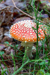 Fly agaric in the forest, autumn
