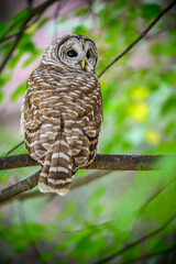 Barred Owl