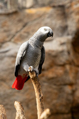 Jaco parrot gray Exotic bird in the natural environment