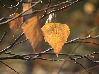 red autumn leaves