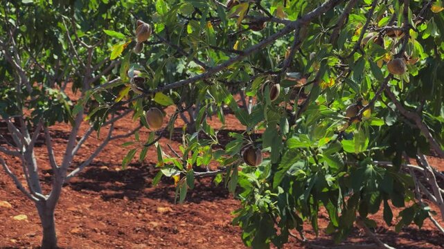 An almond tree hung with ripening green nuts against a sunny sky. Unripe green almonds hanging from the branches on a sunny day. Fresh green almond fruits on a tree, through the sun's rays. 4К