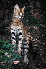 Serval is a medium-sized wild cat native to Africa. The serval’s coat is a golden-yellow color, covered with black spots and stripes. Concept for World Animal Day