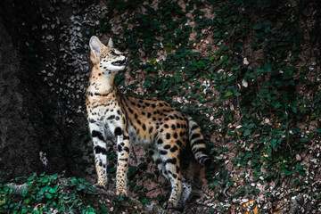 Serval is a medium-sized wild cat native to Africa. The serval’s coat is a golden-yellow color, covered with black spots and stripes. Concept for World Animal Day