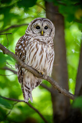 Barred Owl