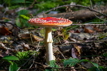 Fly agaric in the forest, autumn