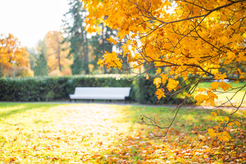 beautiful nature in the park in autumn with yellow leaves