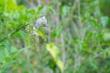 Obraz premium Blurred close-up photo, out-of-focus photo of green leaves, sky flower or another name, duranta