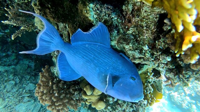 Snorkeling in the red sea, coral reef, Triggerfish